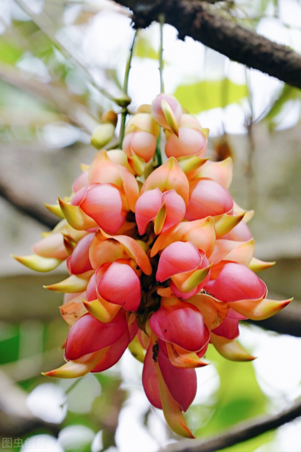 一花一世界、一佛一如來、失眠睡不好，選棵氧氣花 香豔又安神