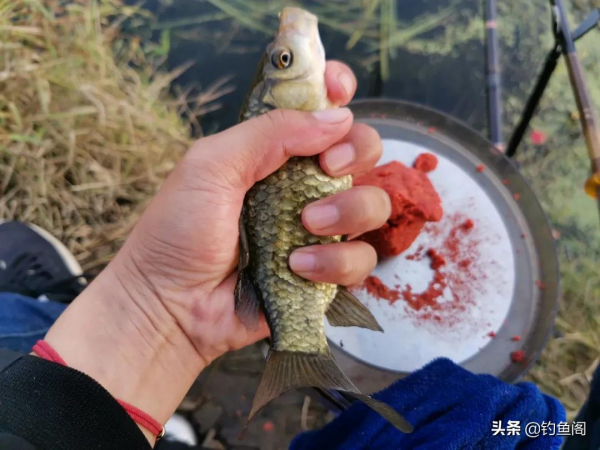 誘魚最快的辦法並非打窩，用&OpenCurlyDoubleQuote;抽窩子&rdquo;會更好，但很多人方法錯了