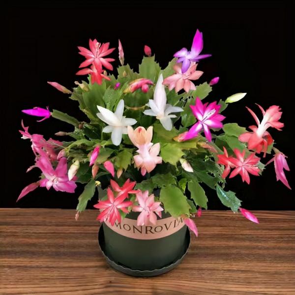 蟹爪蘭長滿花苞,4個方面不注意,花苞掉滿地 蟹爪蘭長滿花苞,4個方面不注意,花苞掉滿地