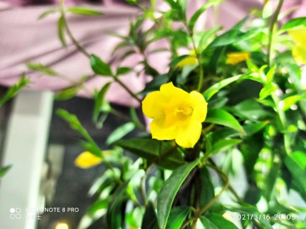 在家打造陽臺花園，種這5種花就夠了，小陽臺也能變花海