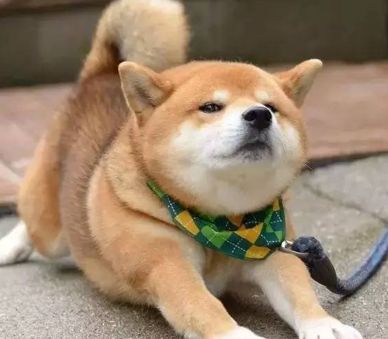 狗狗這些“怪異表現”，不是在逗樂主人，而是身體不適