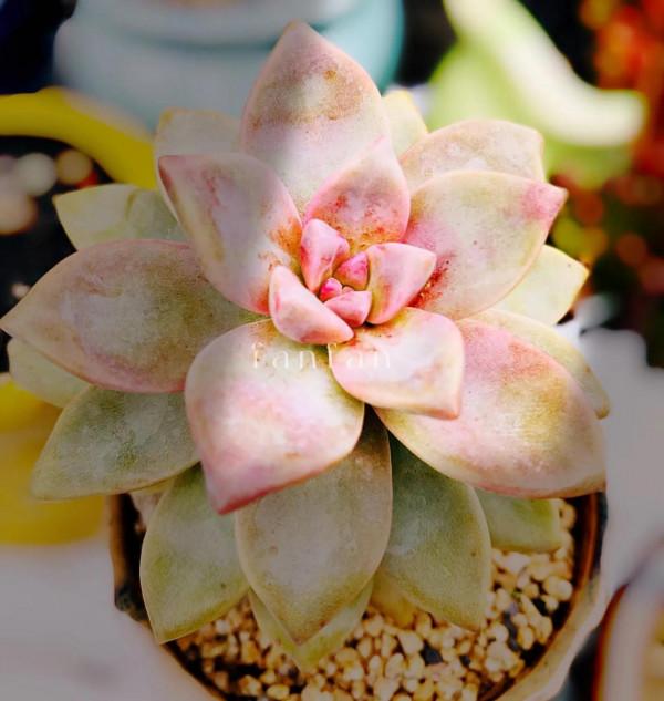 假如有機會帶個古代名人去旅行,你願意找誰? 假如有機會帶個古代名人去旅行,你願意找誰?