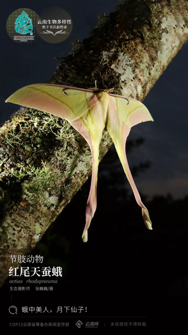 「雲南生物多樣性數字化百科圖譜」紅尾天蠶蛾:蛾中美人,月下仙子 「雲南生物多樣性數字化百科圖譜」紅尾天蠶蛾:蛾中美人,月下仙子