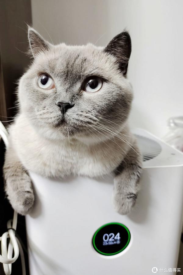 養三隻貓是一種怎樣的體驗？過來人的養貓（勸退）指南