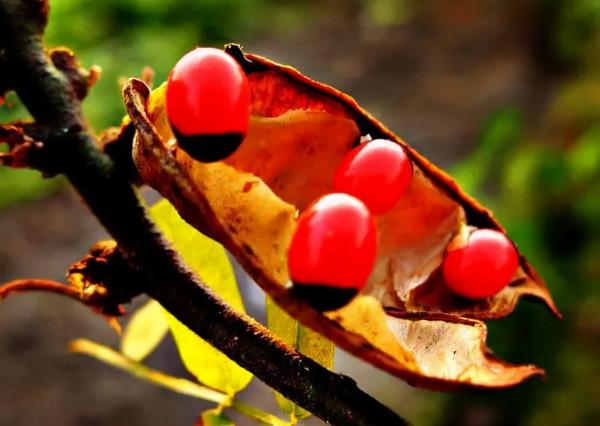 越漂亮的花越“有毒”！快來認識這12種大毒花，漲“知識”不吃虧