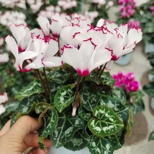 十二生肖對應的幸運花