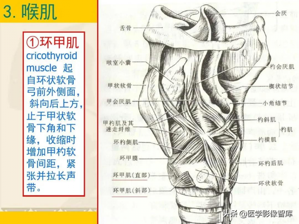 咽喉部解剖最全圖解，值得收藏