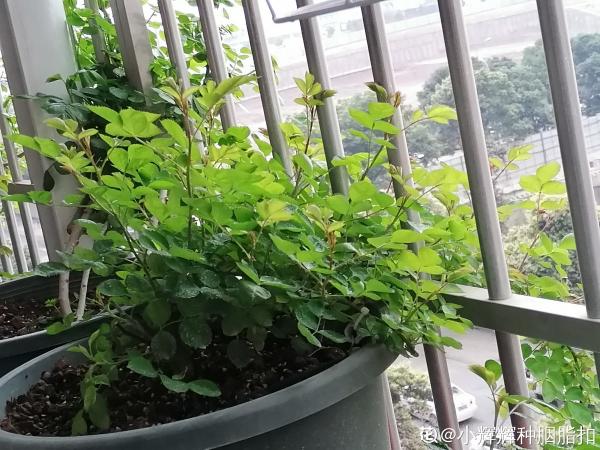 室內明明很涼快,怎麼植物還枯萎?做好室內養護,植物安穩過夏天 室內明明很涼快,怎麼植物還枯萎?做好室內養護,植物安穩過夏天