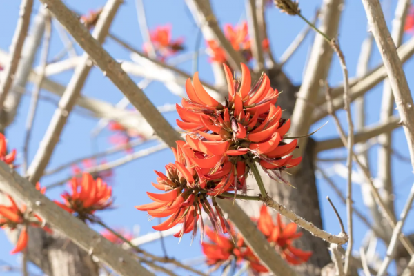 冬日騰衝,方圓十里有花香 冬日騰衝,方圓十里有花香