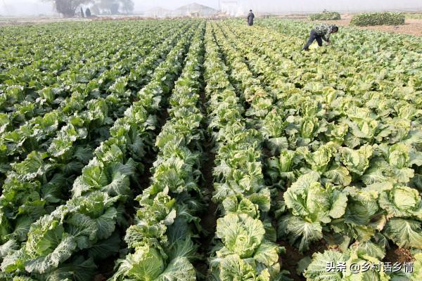 種菜要學會這樣施肥，別隨意亂施，產量高低就出在這裡