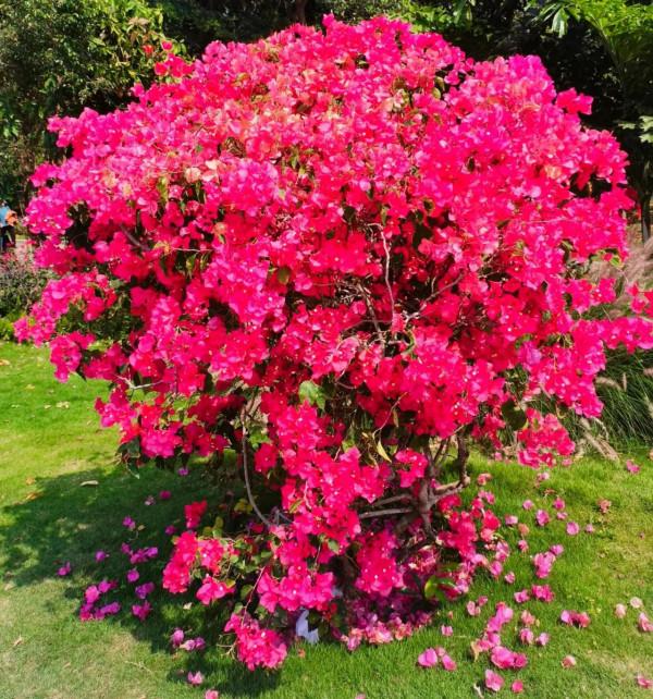 觀賞精品杜鵑 觀賞精品杜鵑