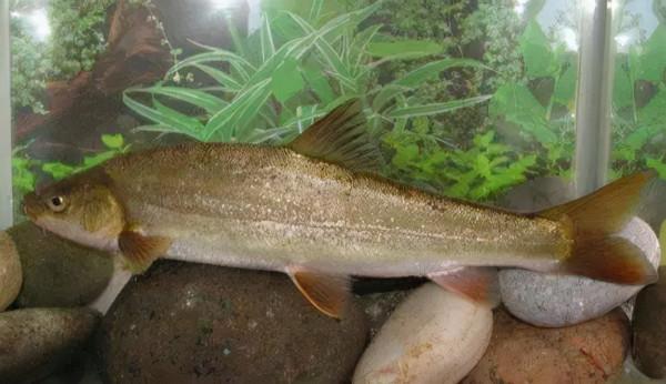 不要因為釣魚而被警察帶去“喝茶”!中國十大名貴保護魚種大盤點 不要因為釣魚而被警察帶去“喝茶”!中國十大名貴保護魚種大盤點