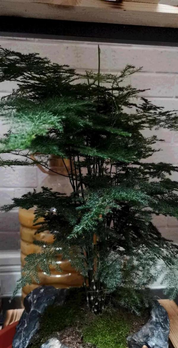 冬養髮財樹文竹,這3點不做好,小心變光桿 冬養髮財樹文竹,這3點不做好,小心變光桿