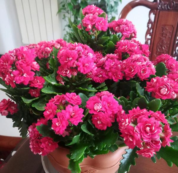 冬季養著開花植物，保證做好3點，提高開花質量，開花大又多