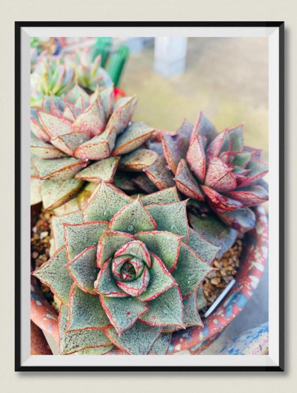 空中花園成就了我的夢想