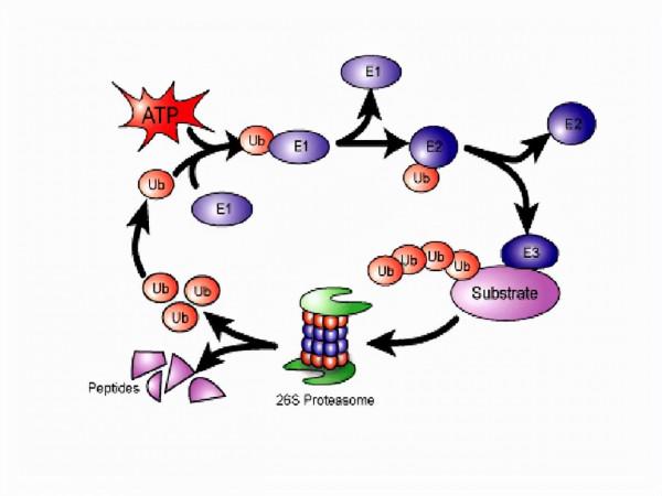 愛吃肉的人和愛吃素的人,誰更加健康?科學研究給了答案 愛吃肉的人和愛吃素的人,誰更加健康?科學研究給了答案