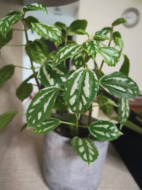 10塊錢一盆的冷水花，葉子精美得像一幅畫，不愧是網紅植物