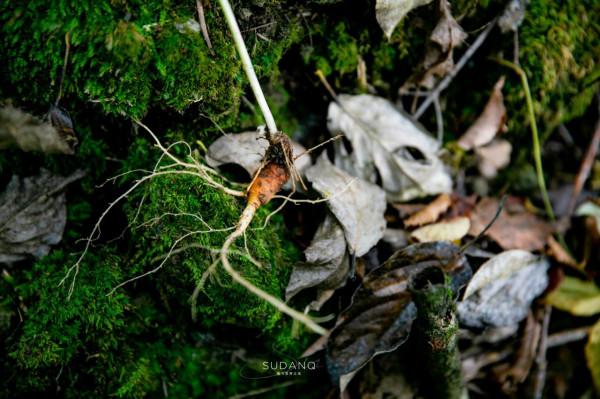 一根野山參800元？綁紅繩、供奉山神，長白山挖參人的千古規矩