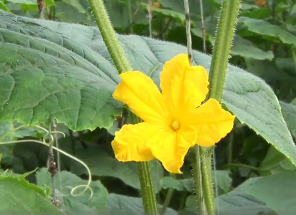 種植瓜果蔬菜,化瓜多,產量低?做好2點,輕鬆解決難題 種植瓜果蔬菜,化瓜多,產量低?做好2點,輕鬆解決難題