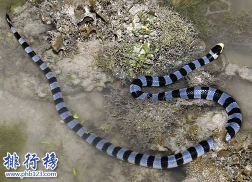 你知道 海洋中毒性最大的10種生物