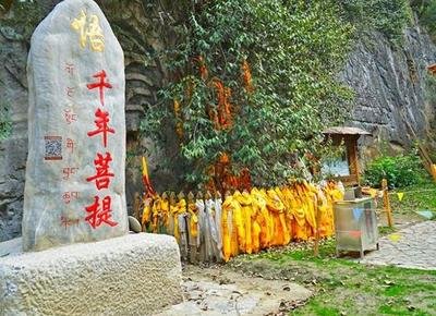 雲南奇葩景點,景內一千年菩提樹,近期長出一隻手,令人大吃一驚 雲南奇葩景點,景內一千年菩提樹,近期長出一隻手,令人大吃一驚