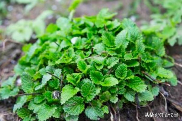 為什麼“農村庭院牆根很愛種植一些薄荷”?原來有這麼多用途 為什麼“農村庭院牆根很愛種植一些薄荷”?原來有這麼多用途