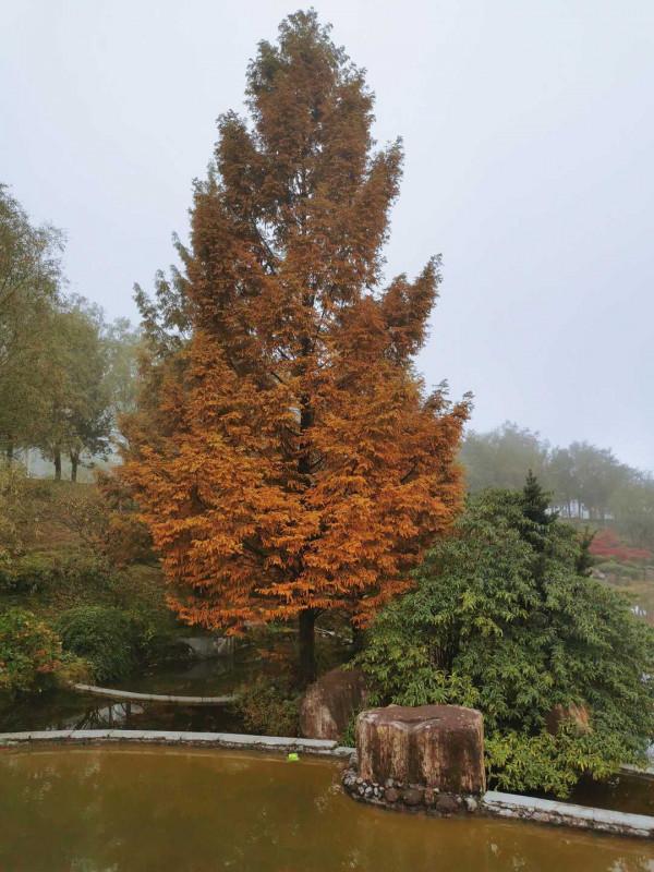 在這個陪著楓葉飄零的晚秋