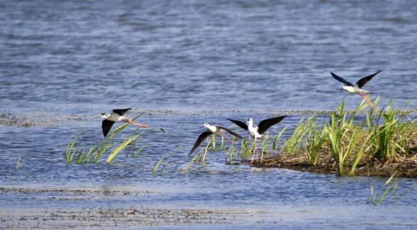 生活在溼地的鷸鳥