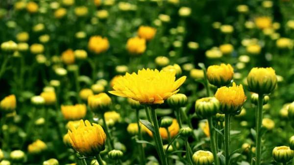 現代詩｜十一月，重溫秋之戀