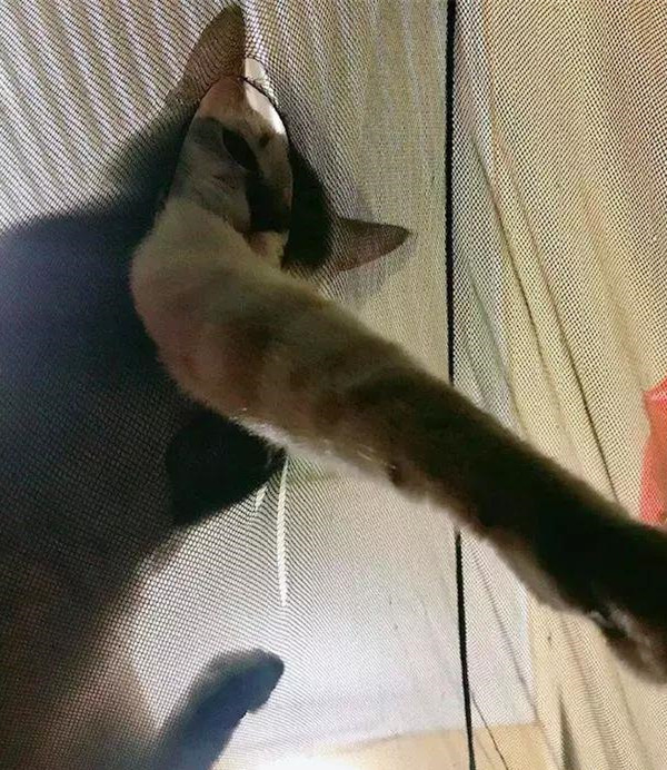 夏天如何養好貓咪？首先要保證餵食的貓糧要新鮮哦