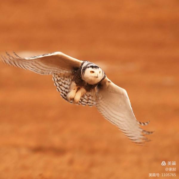 寒極精靈—雪鴞