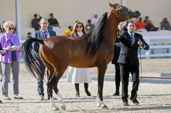科威特舉行&OpenCurlyDoubleQuote;阿拉伯馬節&rdquo;