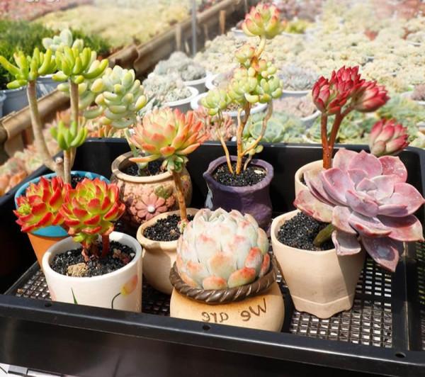 七大“美麗花”,冷天不能多澆水,多曬“少管”更健壯 七大“美麗花”,冷天不能多澆水,多曬“少管”更健壯