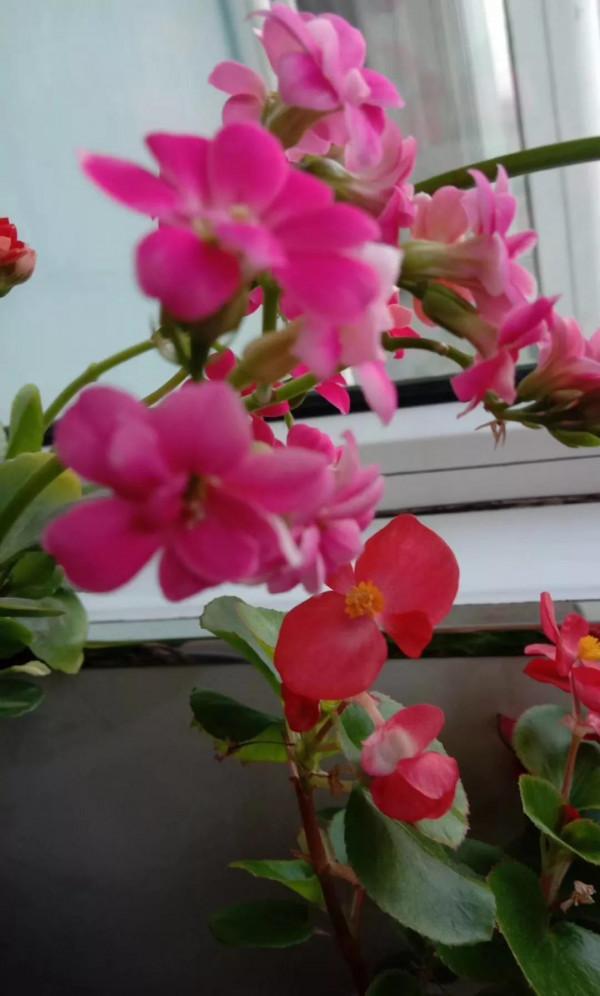 分享一下我養的花