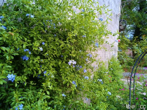 高溫環境下養花,要選對品種,可以試試這6種 高溫環境下養花,要選對品種,可以試試這6種