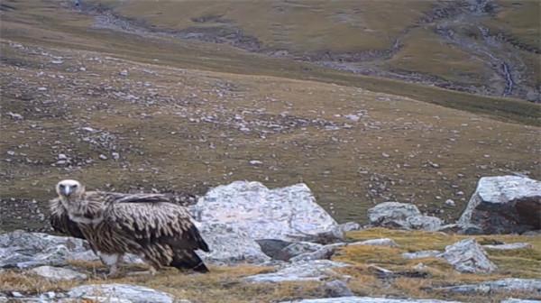 祁連山國家公園裡的動物世界