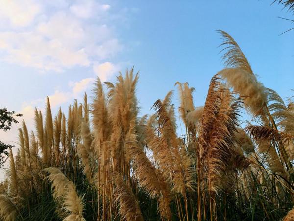 三垟溼地落日夕陽