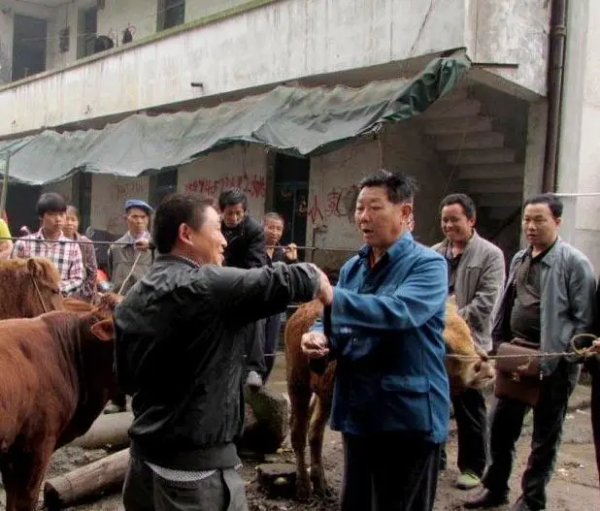 舊時鄉村集市上的牛經紀,你還有印象嗎 舊時鄉村集市上的牛經紀,你還有印象嗎