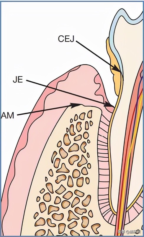 80%貓咪都有牙周炎？貓咪口臭就要警惕