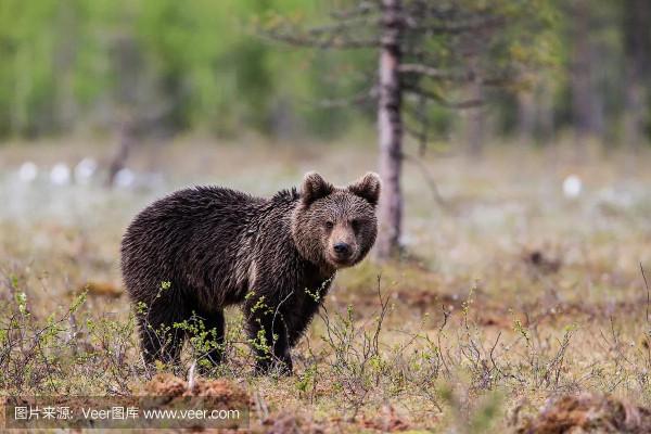 神奇的荒野（紀錄片）