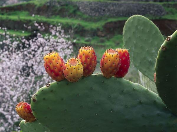 好吃的野果子大盤點，有的身價倍增，快要吃不起了