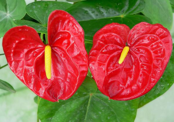 家中客廳首選“4種花”,沉穩大氣、有顏值,淨化空氣一把手 家中客廳首選“4種花”,沉穩大氣、有顏值,淨化空氣一把手