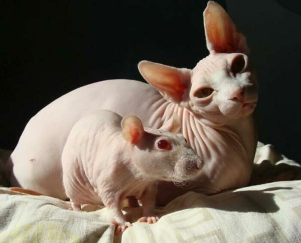 50只有其他媽媽兄弟的可愛動物