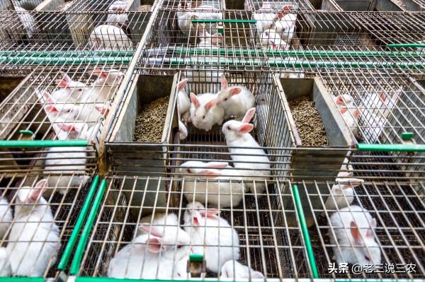 大蒜陳皮別再扔了，用在兔子上能治很多病，效果大，非常管用