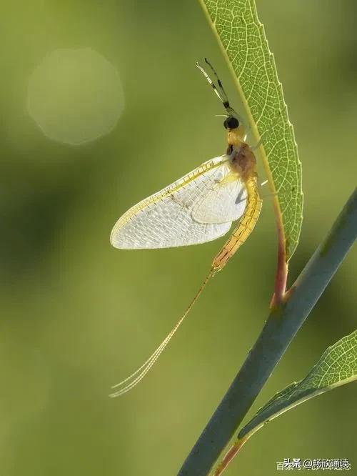 &OpenCurlyDoubleQuote;寄蜉蝣於天地&rdquo;，蜉蝣，是什麼呢？