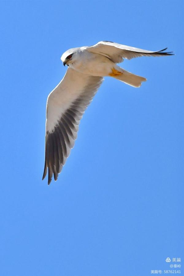 俊美空中小霸主“黑翅鳶”
