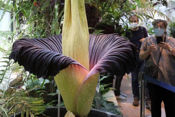 幾十年開花一次，花高三米，像一顆巨大的白菜，極其罕見