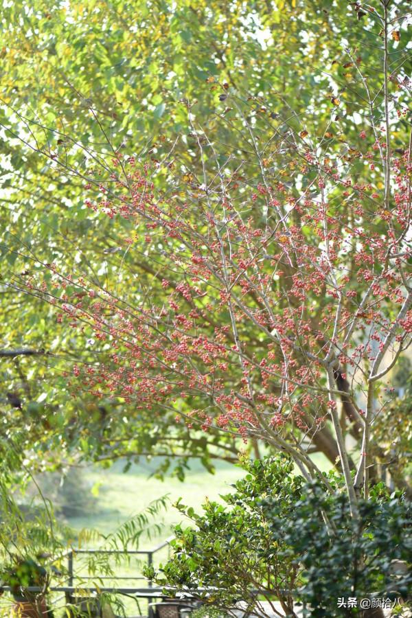 鳥兒們過冬必備 - 紅透整個冬日的迷你山楂果 |園丁