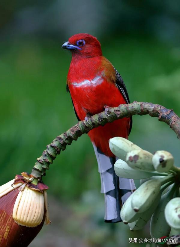 紅頭喜鵲鳥,報喜鳥 紅頭喜鵲鳥,報喜鳥
