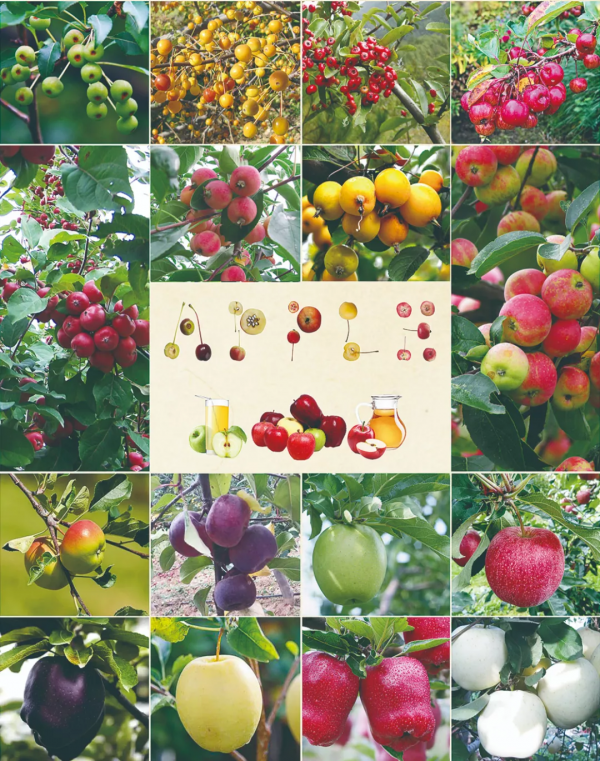 蘋果好不好吃？它說了算